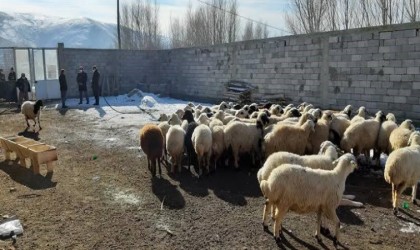 Dağıtımı başlayan Seyyar Koyun Çadırı projesinde başvuru süresi daralıyor