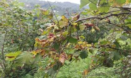 Fındık üreticisine hasat uyarısı