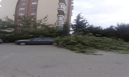 Fırtınada devrilen ağaç otomobilin üzerine düştü