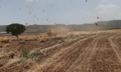 Gercüşte fırtına mercimek tarlasını birbirine kattı