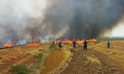 Hayraboluda 12 dönüm buğday ekili alan kül oldu