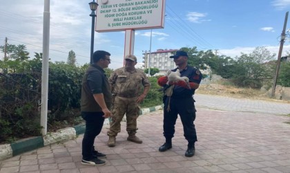 Iğdırda yaralı leylek tedavi altına alındı