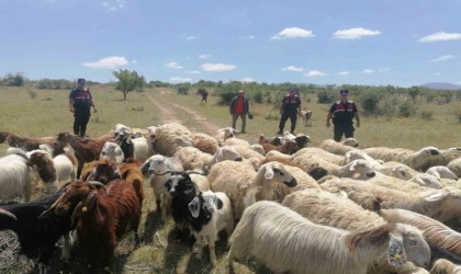 Jandarma kayıp 100 koyunu dron ile 1 saatte buldu