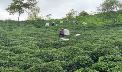 Karadeniz’de ’Z kuşağı’, çay tarımından uzak