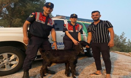 Kiliste kaybolan keçiyi Jandarma buldu