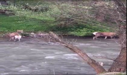 Kızıl geyiklerin nüfusu Alucrada artmaya başladı