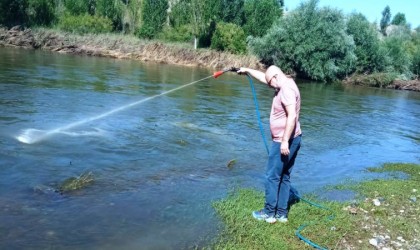 Kızılırmakta üvez sineği ile etkin mücadele devam ediyor