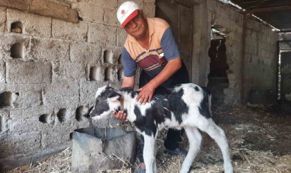 Manda yavrusu, siyah beyaz renklerle doğdu