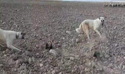 Nesli tükenmek üzere olan alaca sansar Nevşehirde görüldü