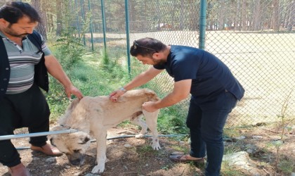 Osmaniyede, yaylalardaki yaralı sokak hayvanları tedavi edildi