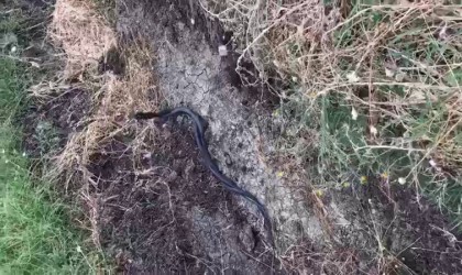 Siirtte yılanların çiftleşme dansı böyle görüntülendi