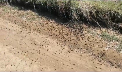 Tekirdağ Valiliğinden çekirge açıklaması