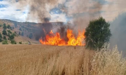 Tunceli’de 10 dönüm ekili buğday yandı