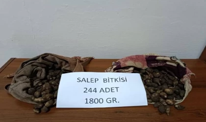 Tunceli’de salep soğanı toplayan 2 kişiye 220 bin lira ceza