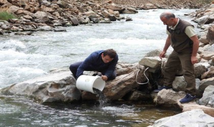 Artvinde 60 bin adet yavru alabalık derelerle buluştu