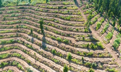 Artvinde bozuk orman sahaları ve doğal afetlerde zarar görmüş alanlar fidan dikimi için hazırlanıyor