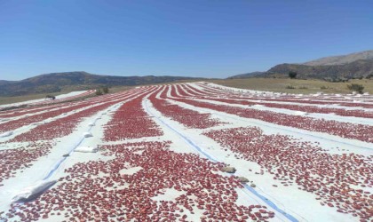 Batmanda ilk defa ekilen kurutmalık domates 100e yakın ülkeye ihraç ediliyor