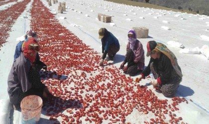 Batmanda ilk defa ekilen kurutmalık domates gençlere iş olanağı sağlıyor