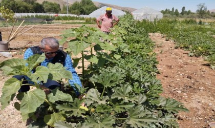 Bayburt Eko-Köyde vatandaşlar kendi hasat ettiği ürünleri satın alabiliyorlar