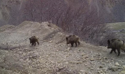 Bingöl’de yaban hayatı, fotokapanlara yansıdı