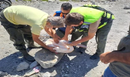 Gölette mahsur kalan yaralı pelikan AFAD ekiplerince kurtarıldı