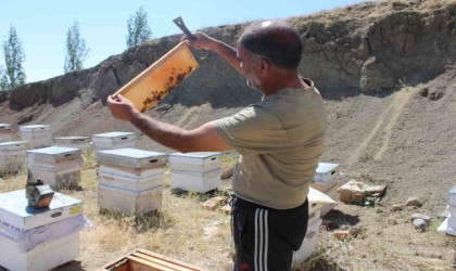 Iğdırda bal hasadında bu yıl istenilen randıman alınamadı