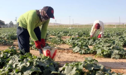 İlçe belediyesinin ürettiği sebze ve meyve halka kilosu 1 liradan satışa sunuldu