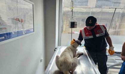 Jandarma hasta köpeği veterinere teslim etti