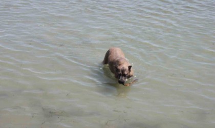 Köpeğin deniz keyfi: Hem serinliyor hem oynuyor