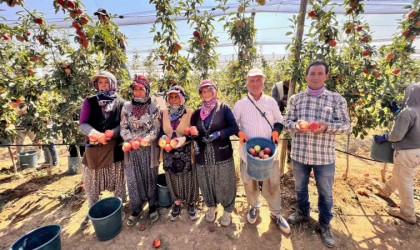 Niğdede bu yıl 650 bin ton elma rekoltesi bekleniyor