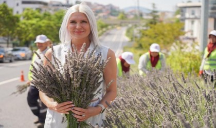 (ÖZEL) Bilecikte orta refüjde göz kamaştıran lavantalar hasat edildi