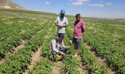 Patates üretimi yapılan alanlarda tarla kontrolleri yapıldı