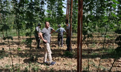 Şerbetçiotu tarlaları hasat öncesi kontrol edildi