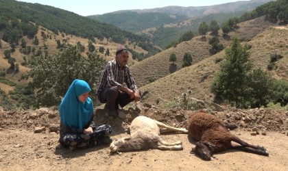 Sürüye saldıran kurtlar 35 koyunu telef etti, 45ini yaraladı