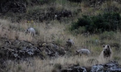 Tuncelide anne bozayı, 3 yavrusu ile birlikte görüntülendi