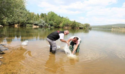 Uşak ve ilçelerinde 141 bin adet sazan yavrusu suya bırakıldı