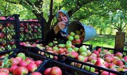 Amasyanın 2 bin yıllık sembolü misket elmasının hasadı başladı