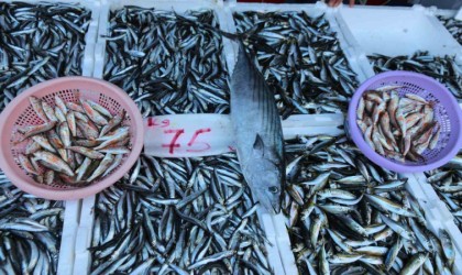 Balıkçı tezgâhları hamsi ile bereketlendi, palamut kayıplarda