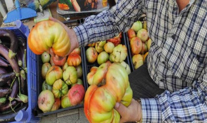 Batmanda yetişen dev köy domatesini görenler şaşkınlığını gizleyemiyor