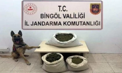 Bingöl’de arazi aramasında 55 kilo esrar, 10 bin kök kenevir ele geçirildi