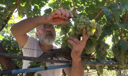 Delice beyazı üzümün hasadı başladı: 3 dönüm bağdan 8 ton çıktı, 240 bin liraya sattı