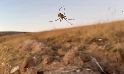 Dünyanın en zehirli örümceklerinden ’argiope lobata’, Kırşehir’de görüldü