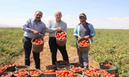 Karamanda salçalık domates ve biber hasadı başladı