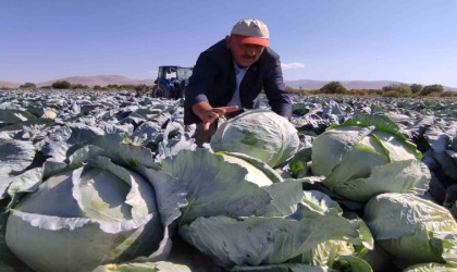 Niğdede lahana hasadı yüz güldürüyor