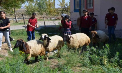 Okulun bahçesinde kalan kuzular öğrencilerin maskotu oldu