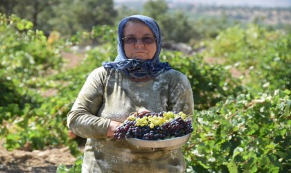 Uşakta bağ bozumu başladı