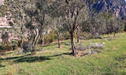 Ayılar bu kez zeytin ağaçlarına dadandı