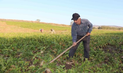 Bilinçsiz sulama yapan çiftçi pancarını eliyle toplamak zorunda kaldı