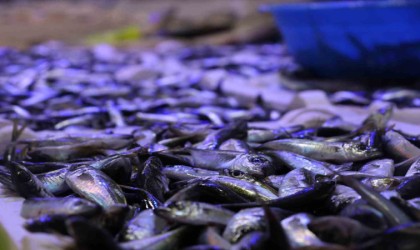 Deniz suyu soğumaya, balık tezgâhları şenlenmeye başladı