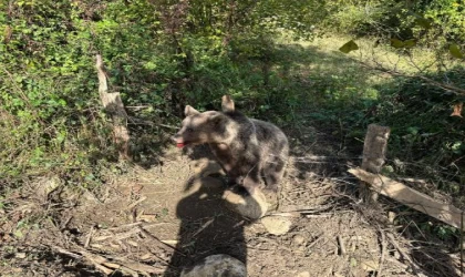 Domuz tuzağına yakalanan bozayı kurtarıldı